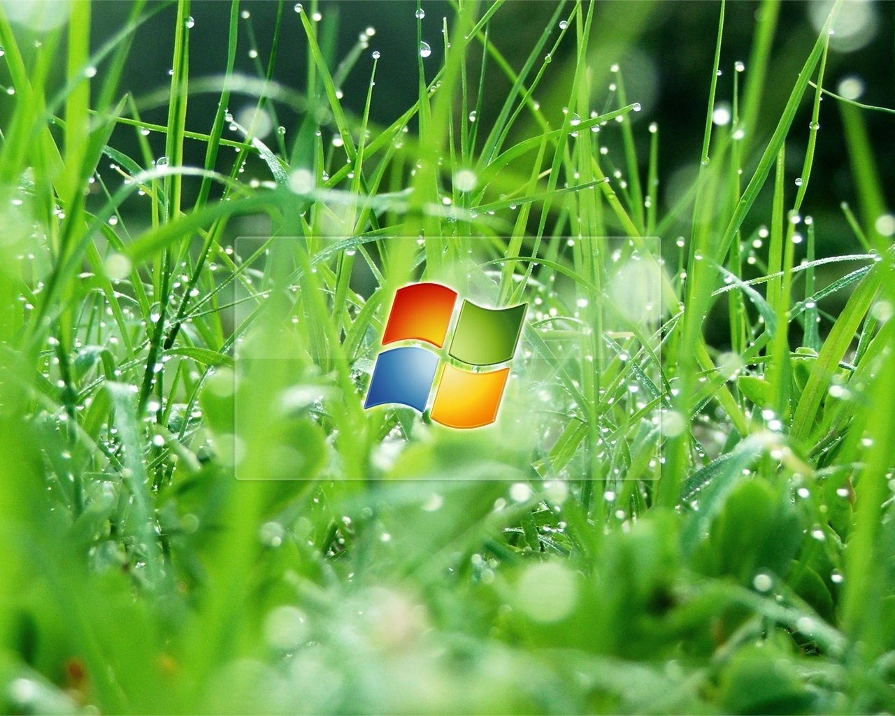 weed windows droplets of water emblems logos rosa water drops earth nature