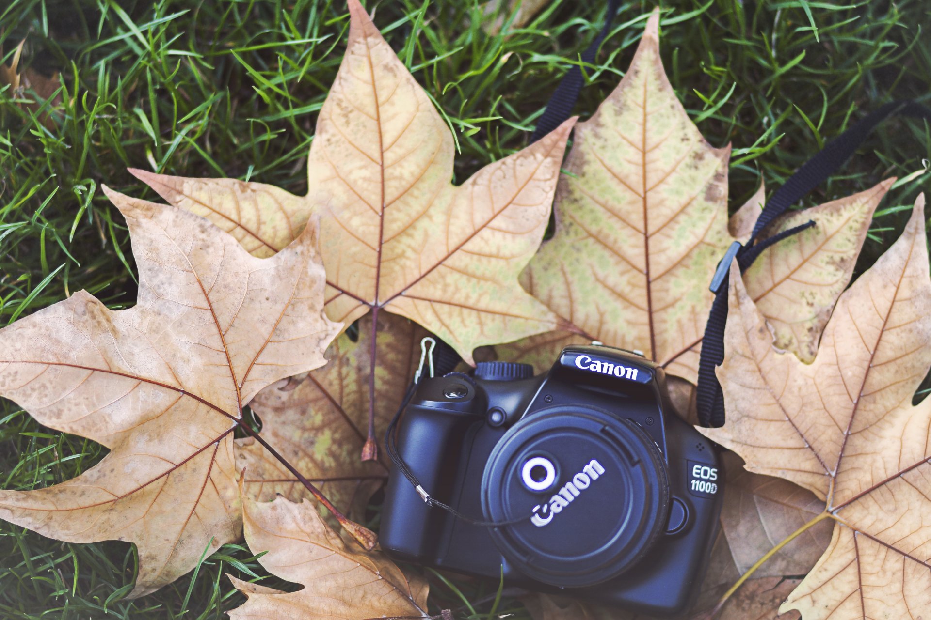 canon фотоаппарат крышка камера листья клен