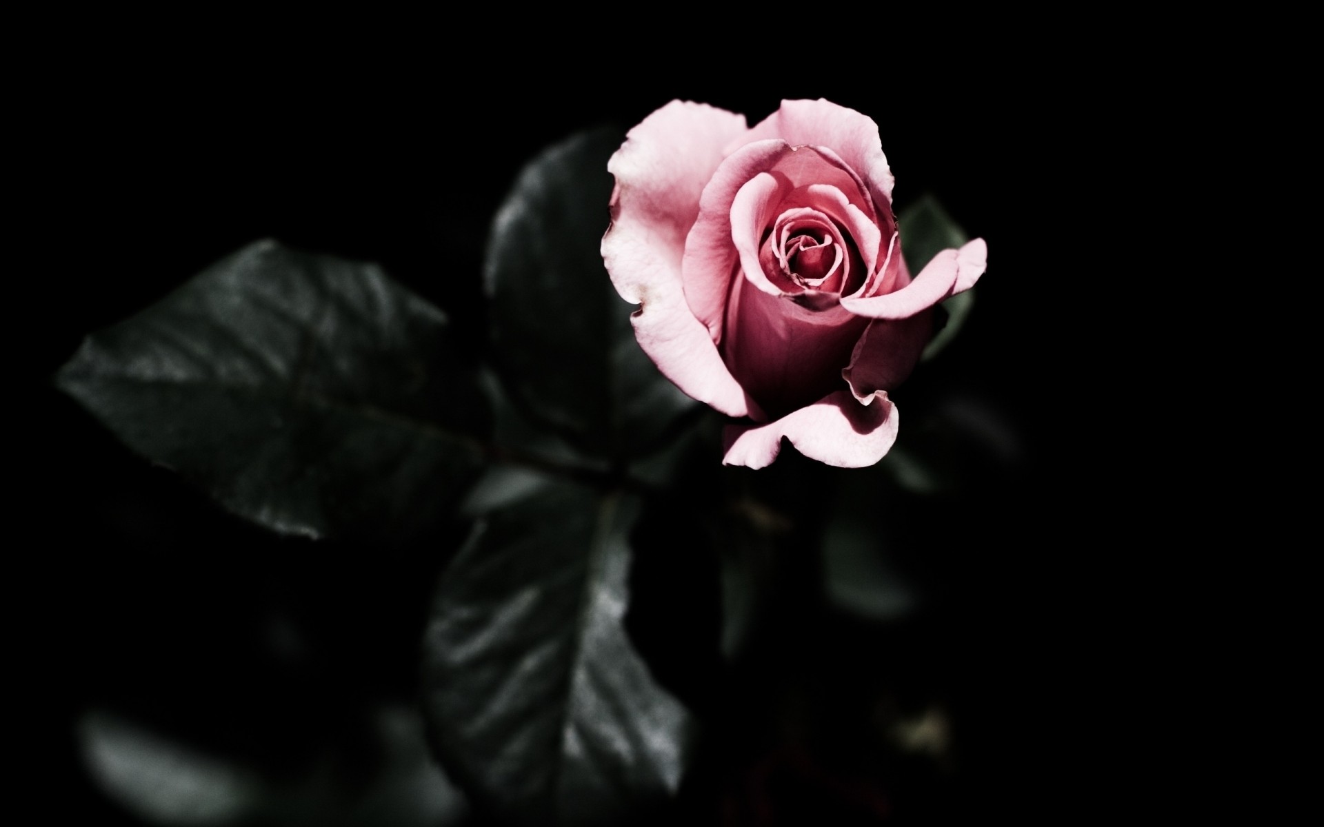 rose schwarzer hintergrund