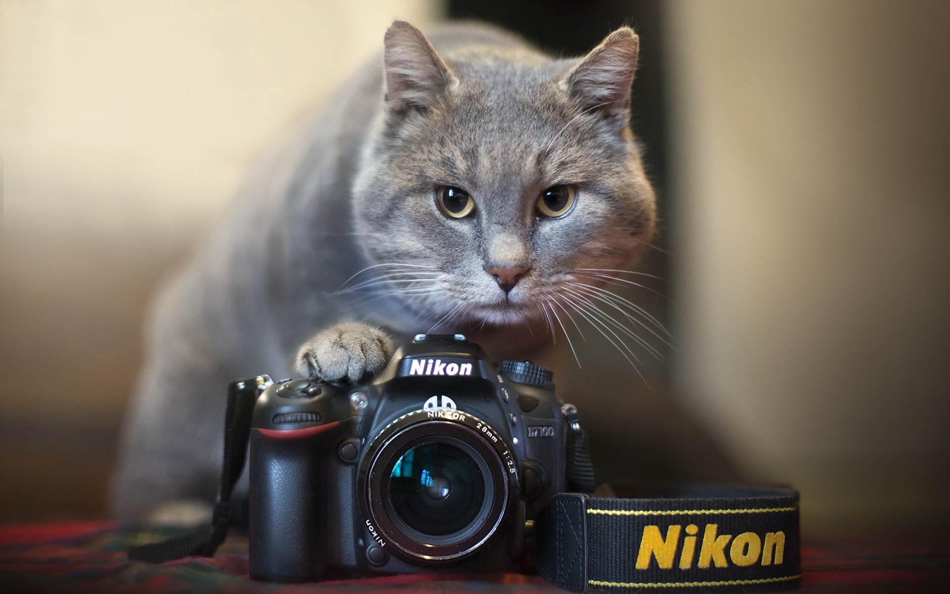 fotocamera nikon gatto