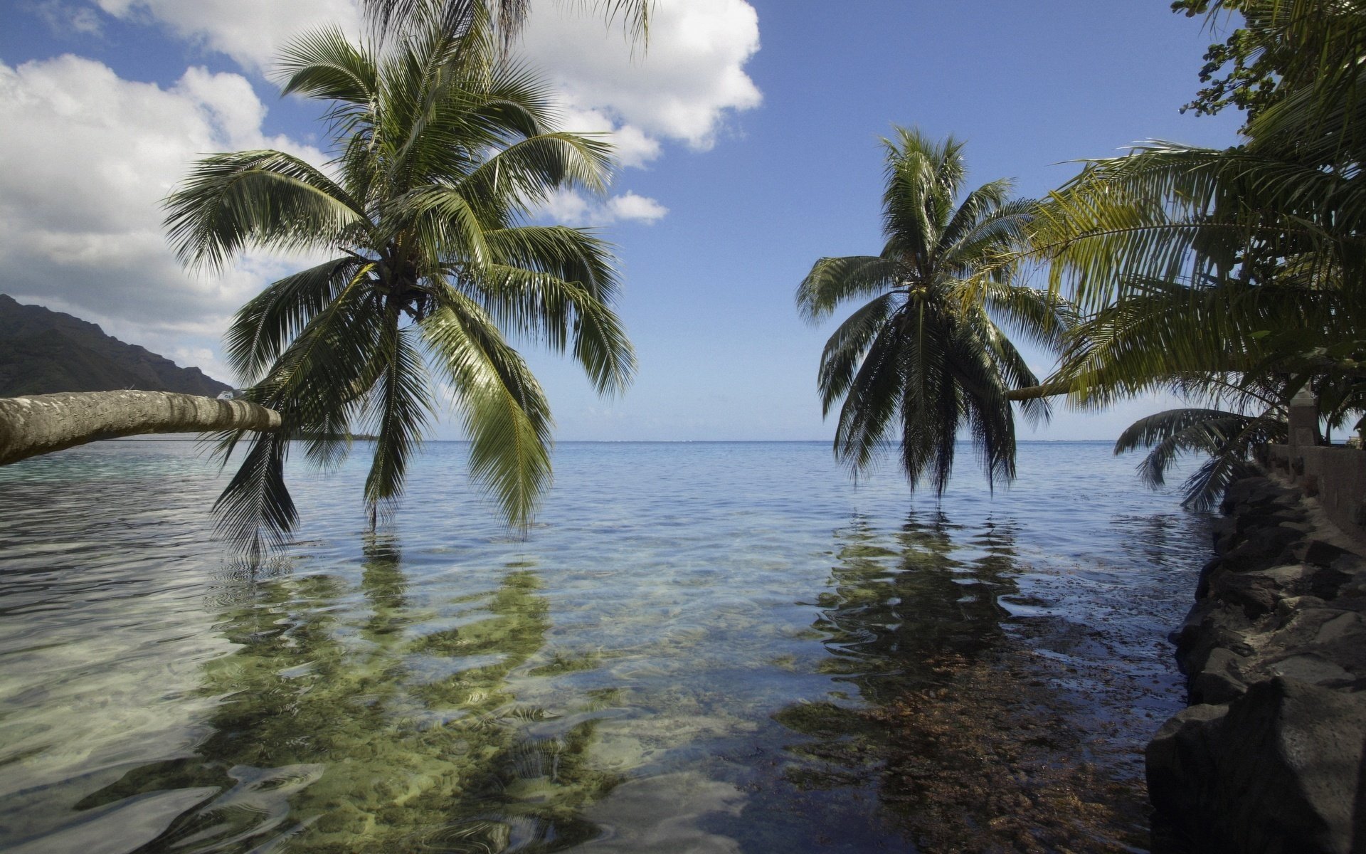 palme sull acqua ombra brezza spiaggia acqua cielo palme paradiso tropici vacanza spiaggia natura paesaggio estate caldo orizzonte vegetazione nuvole vista riflessione