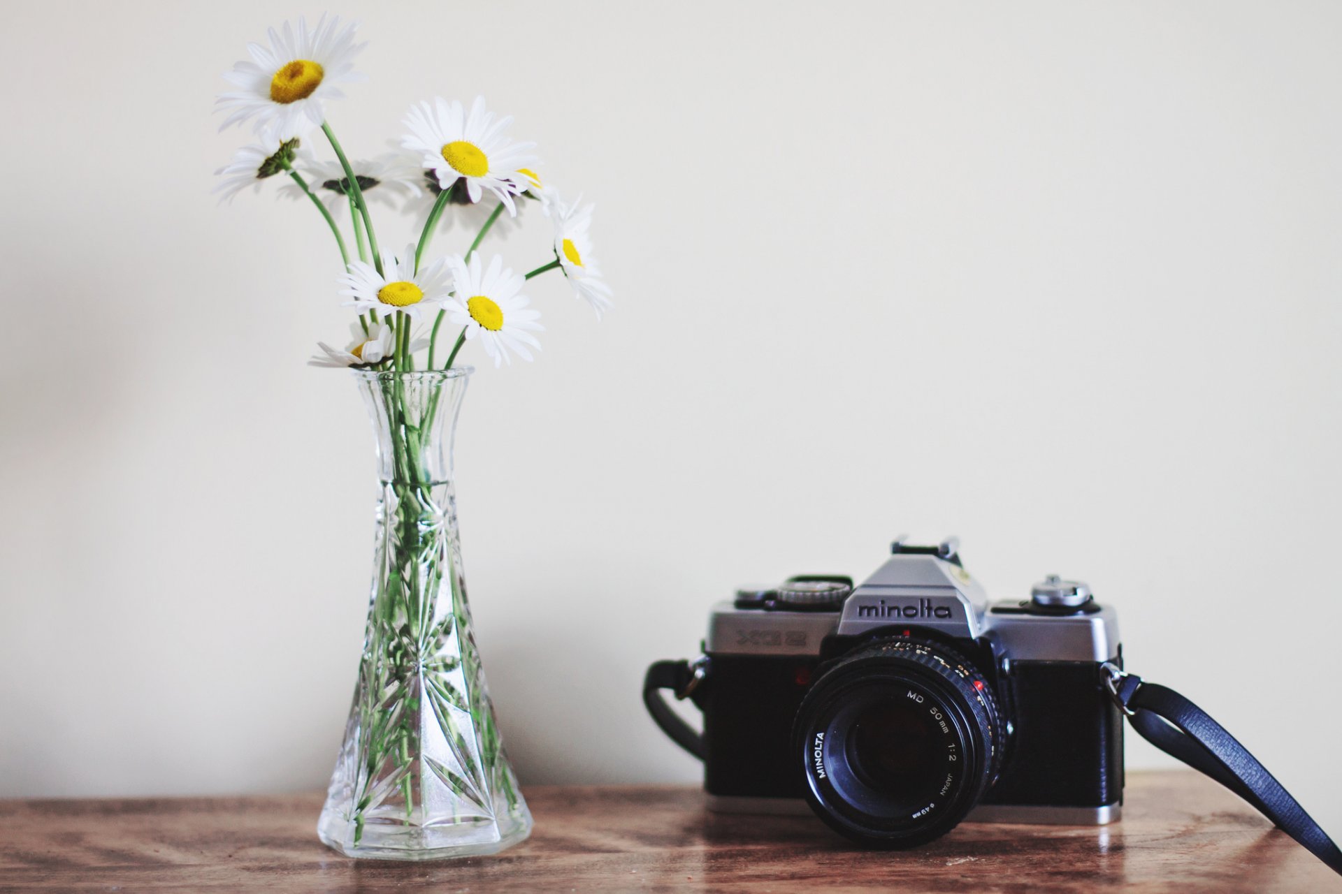 the camera flower background