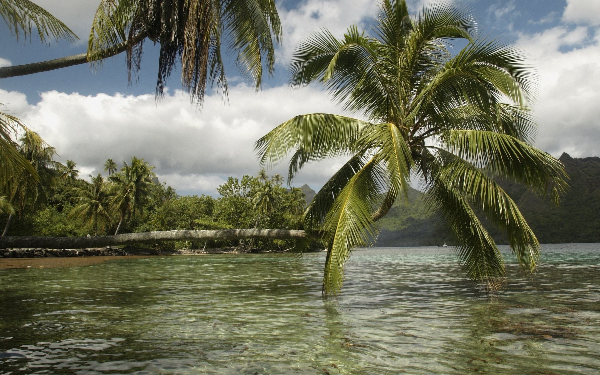 îles tropicales eau vent eau ciel palmiers nature paysage nuages