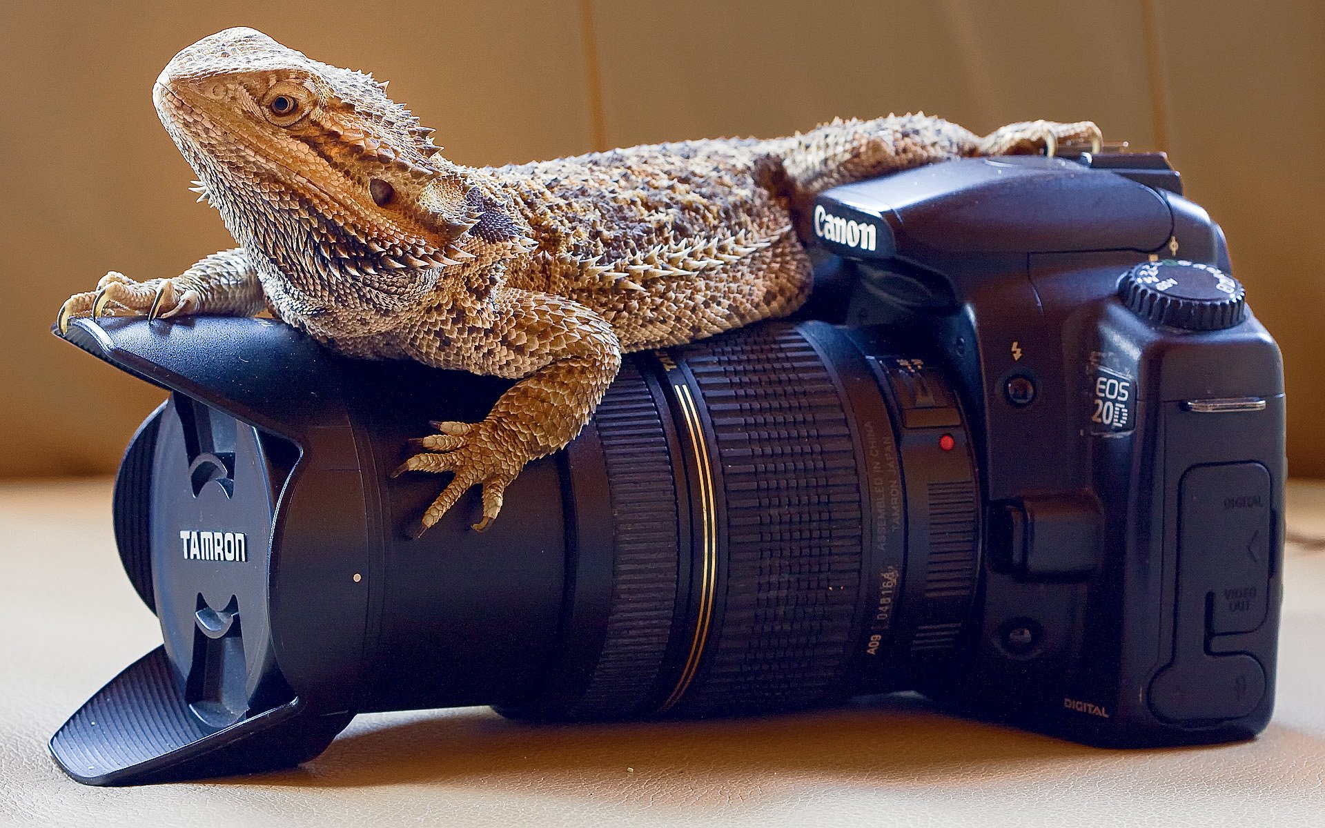 macchina fotografica professionale rettili