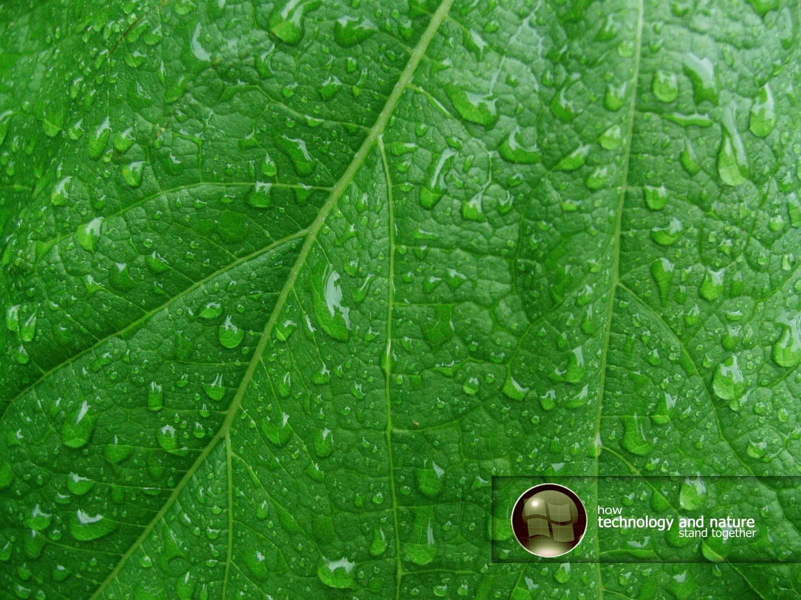 feuille verte veines gouttes de rosée