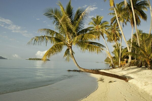 Sunny beach on the ocean coast