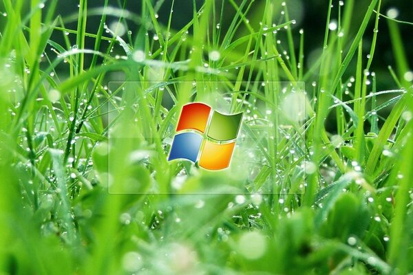 Windows-Logo mit Gras und Tau