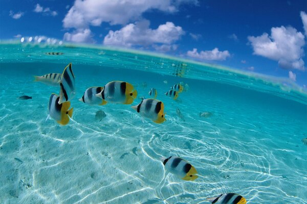 Blue sea with colored fish