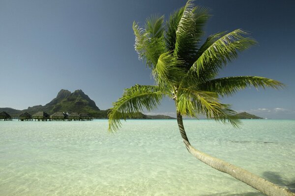 Palm tree above the water on a tropical island