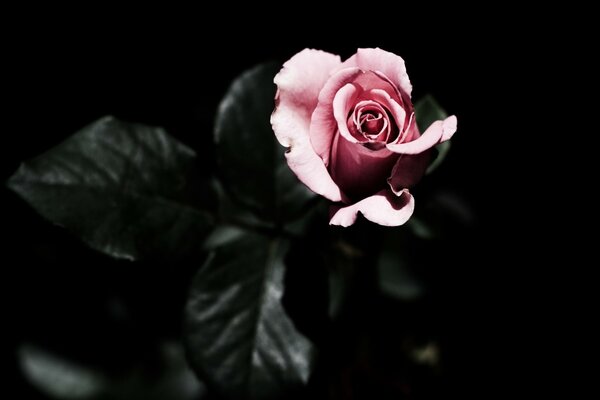 Blasse Rose auf schwarzem Hintergrund