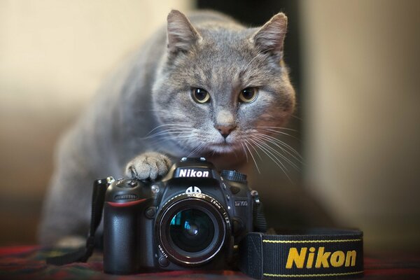 Gato gris con bigote blanco con cámara nikkon