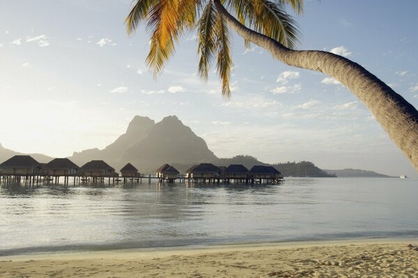 Paradise landscape with palm tree on the beach