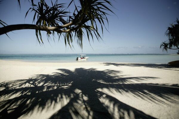 Immense ombre d un palmier sur une plage de sable