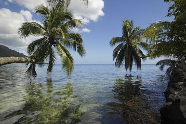 Riflesso nell acqua dell oceano delle Palme