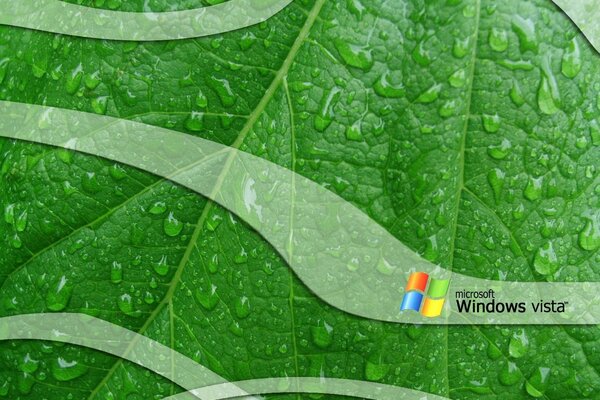 Gocce di rugiada su una foglia verde
