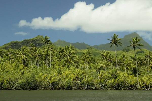 Ricca vegetazione su un Isola nell oceano