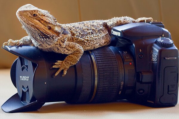 A large professional camera with a reptile on it