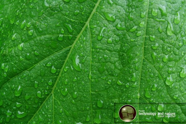Sulla foglia verde sono visibili vene e goccioline di rugiada