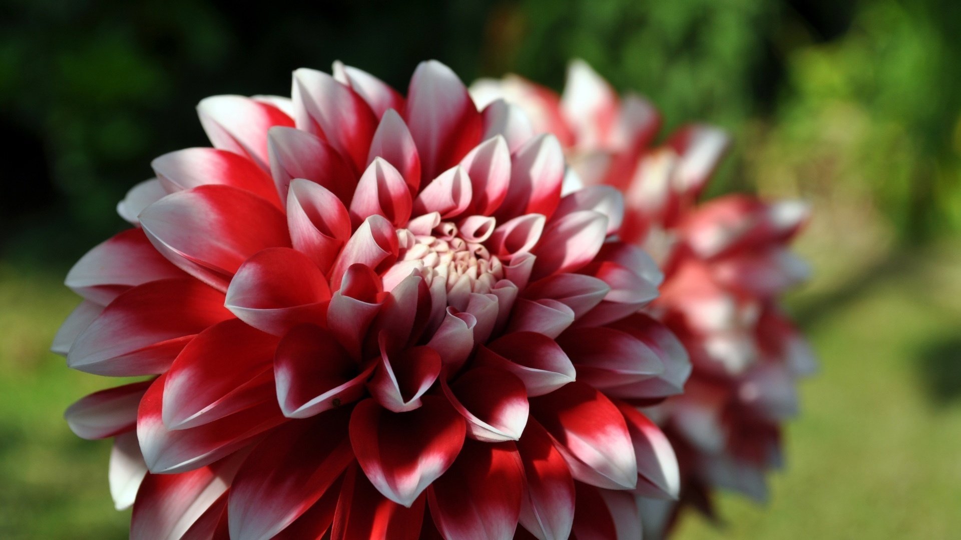 milieu rouge fleurs chrysanthème bords blancs gros plan