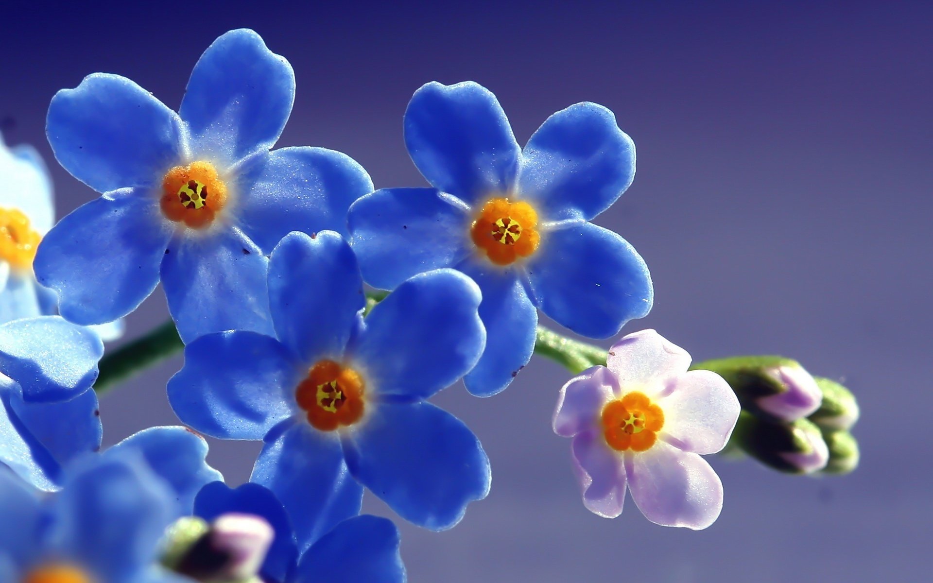 flowers blue creatures small crumbs sprig macro