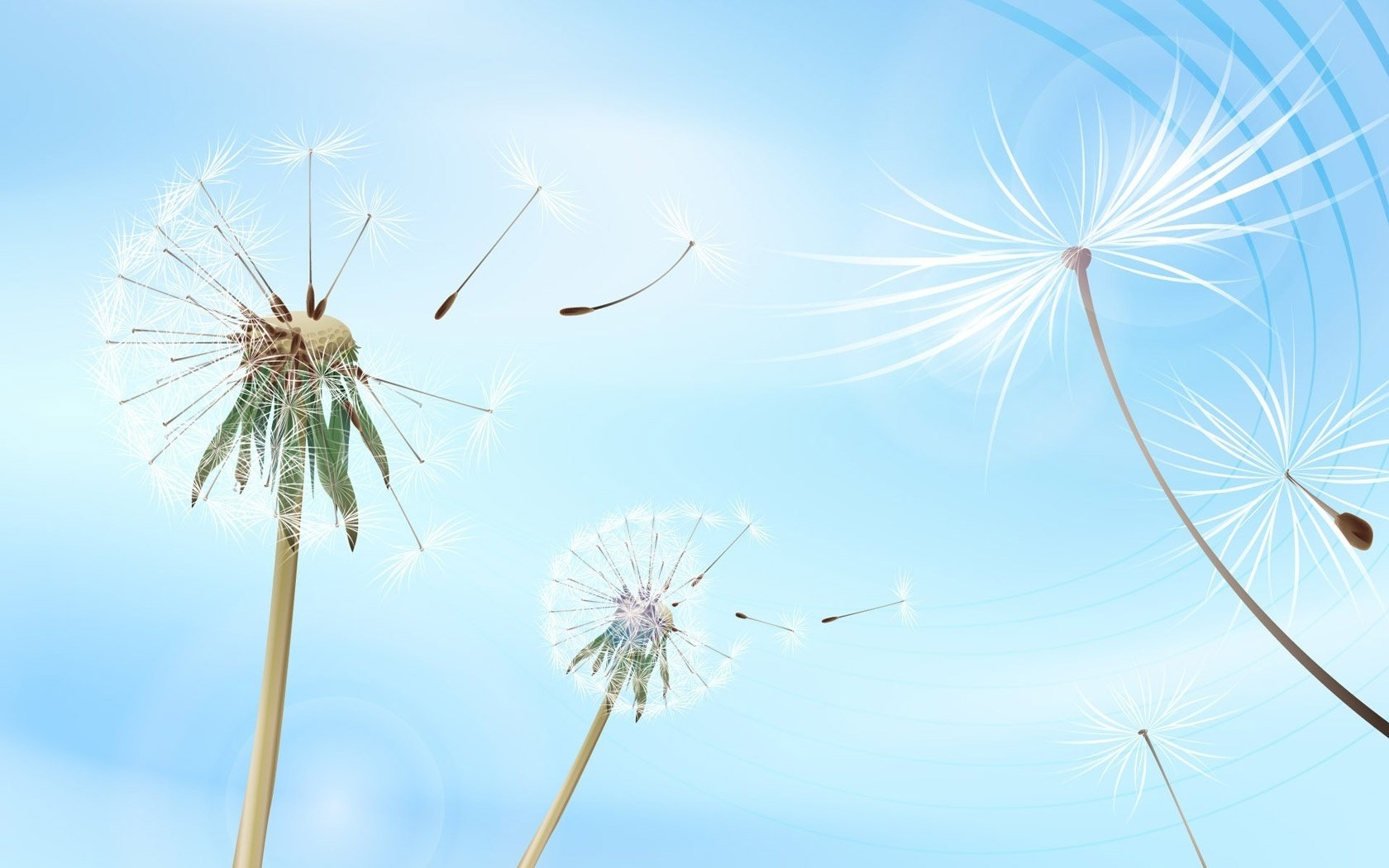 flauschige pflanze löwenzahn himmel