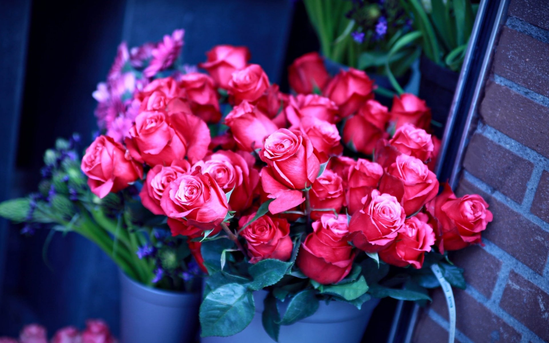 little roses grow in a pot delicate colors flowers bouquet rose