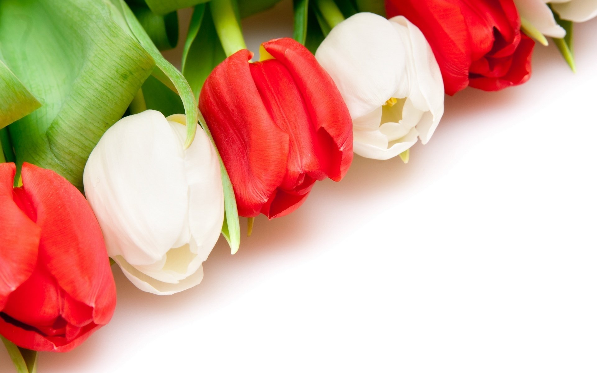 row white and red flowers tulip