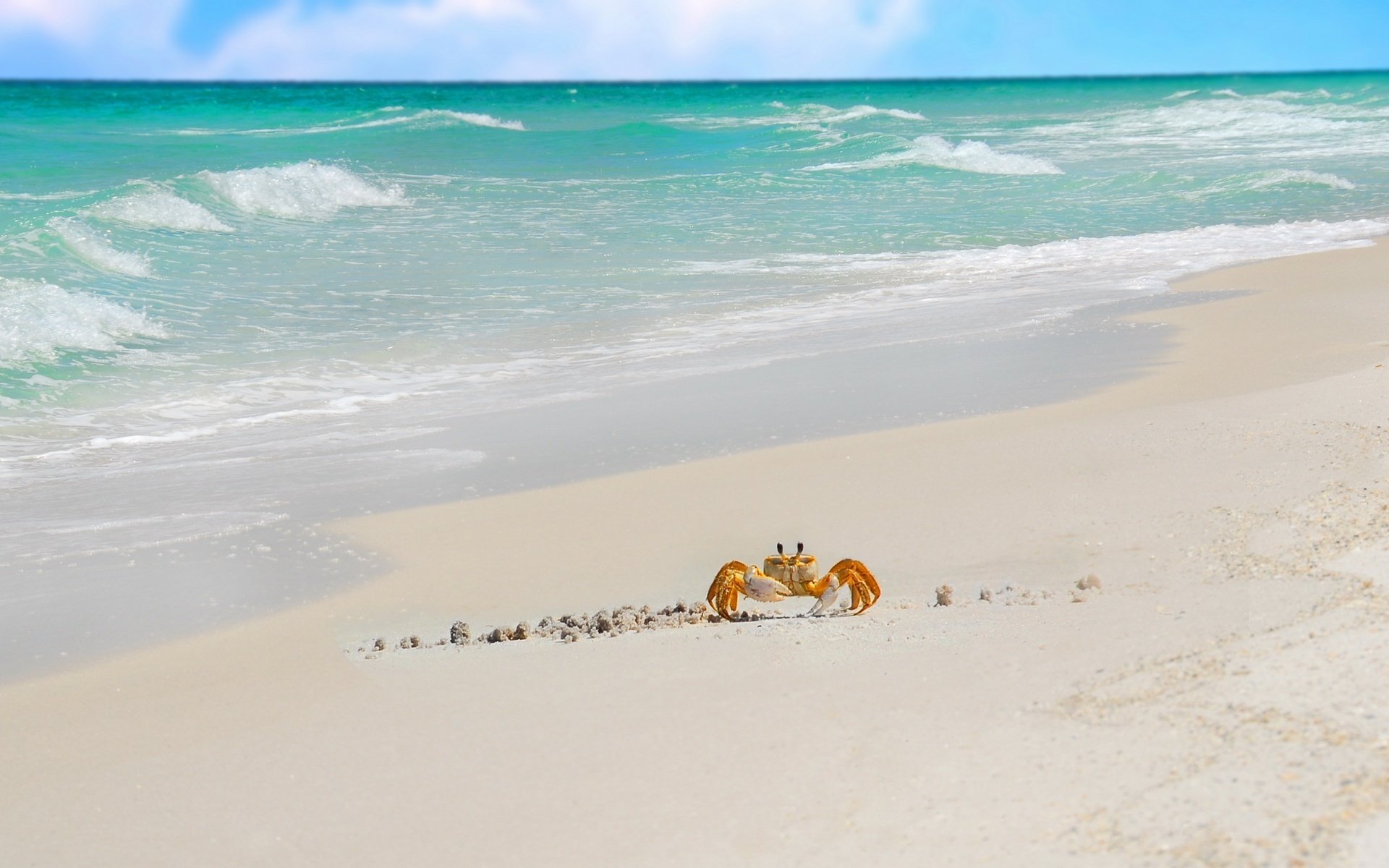 granchio onde raggi del sole spiaggia acqua animali sabbia orizzonte paesaggio natura costa oceano