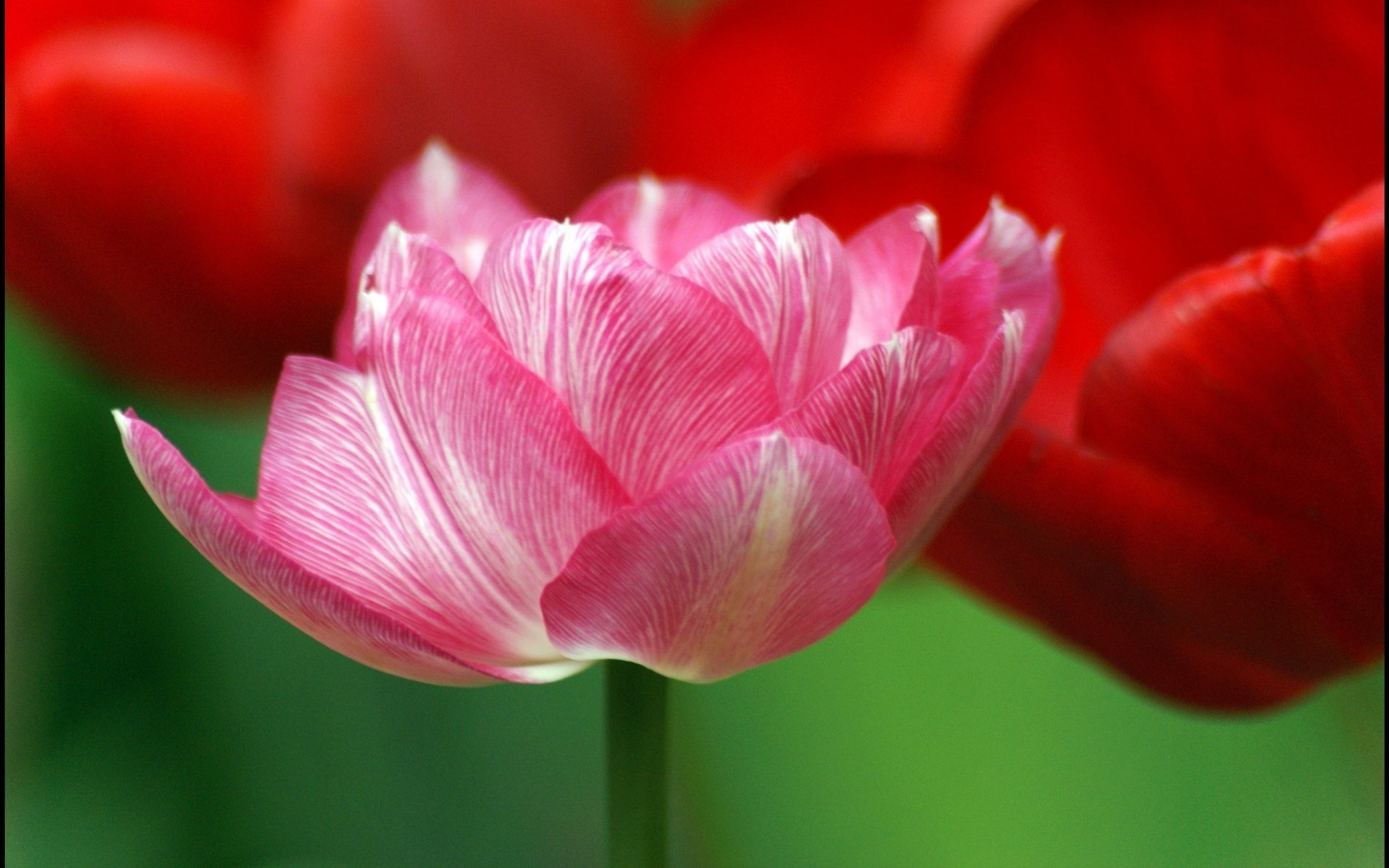 pink petal white veins flowers tulips macro