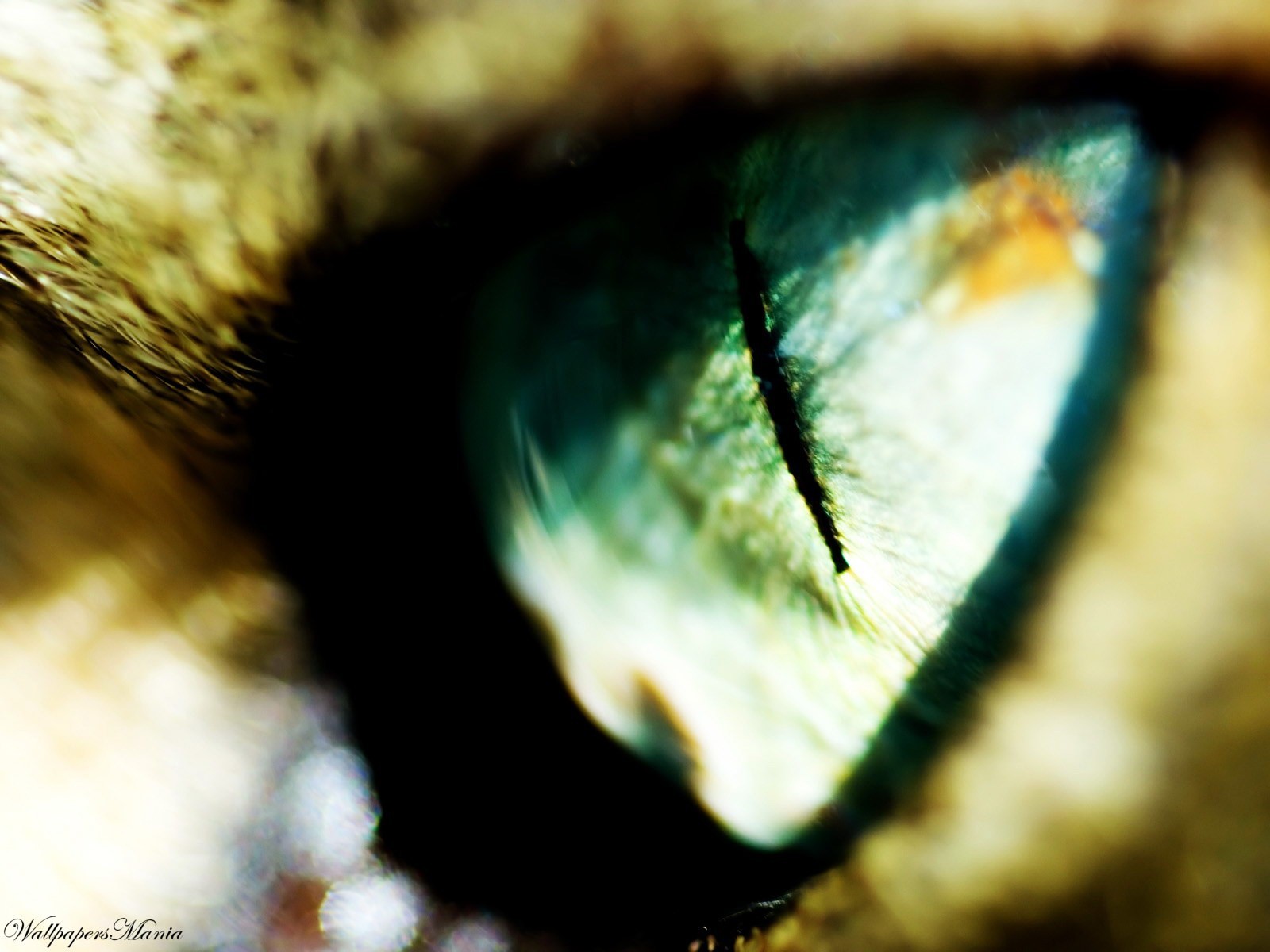 eye pupil blur