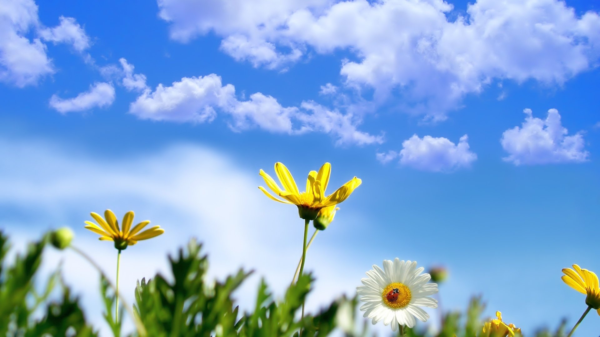 yellow petals flowers flowers white daisies sky