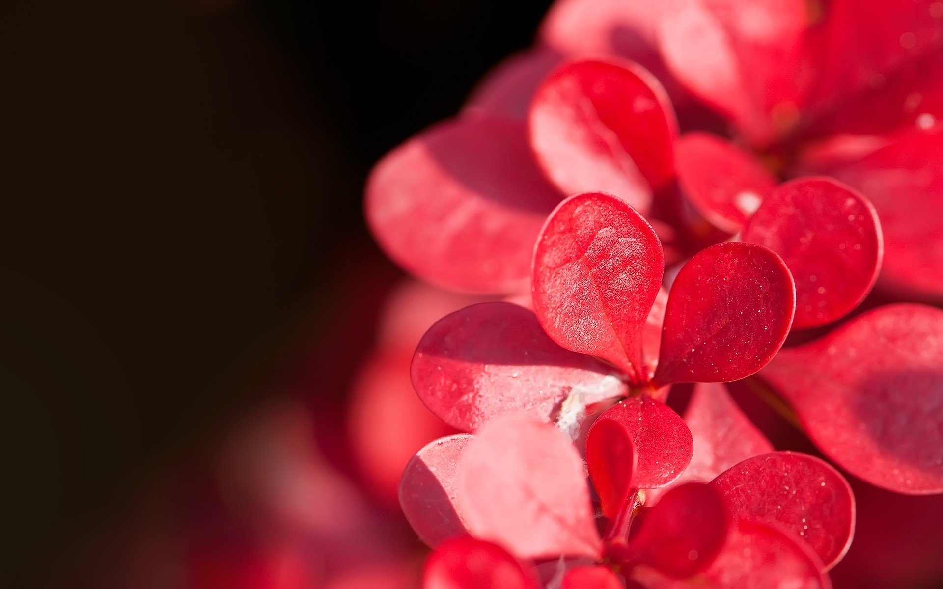 flores pétalos pequeños color rojo luz del sol macro