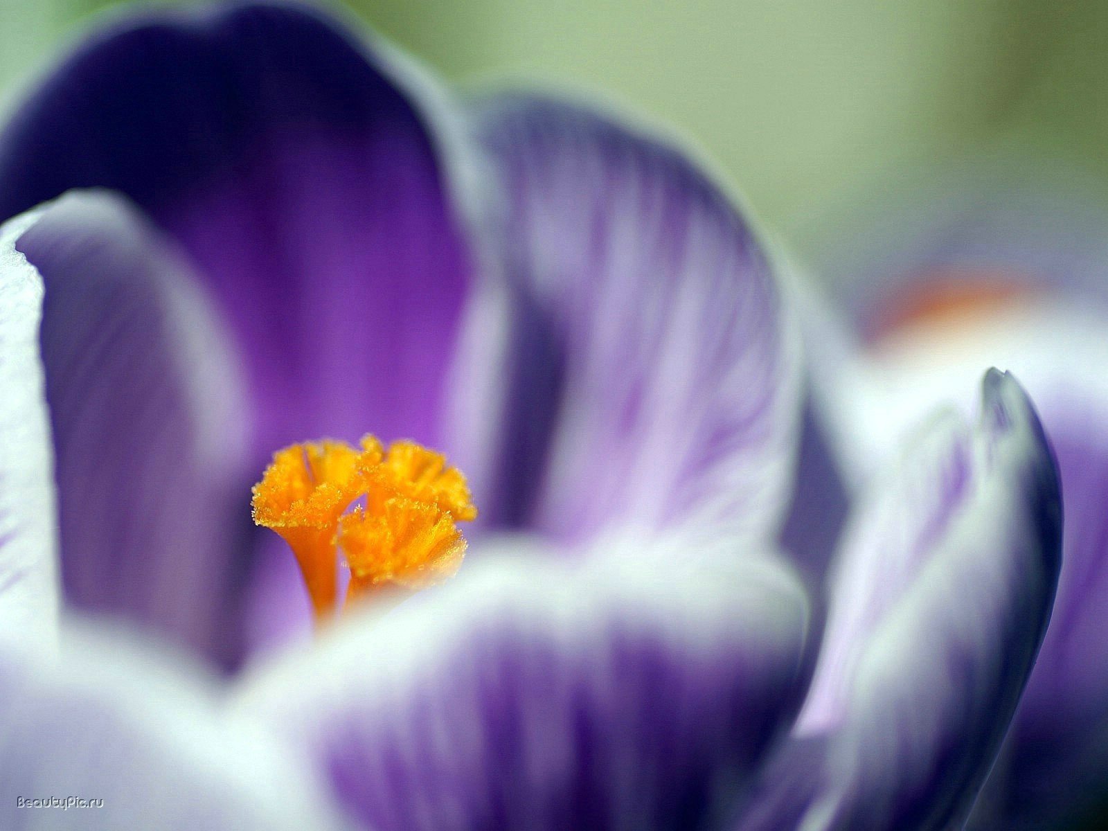 schneeglöckchenblätter gelber stößel violette farbe blumen makro