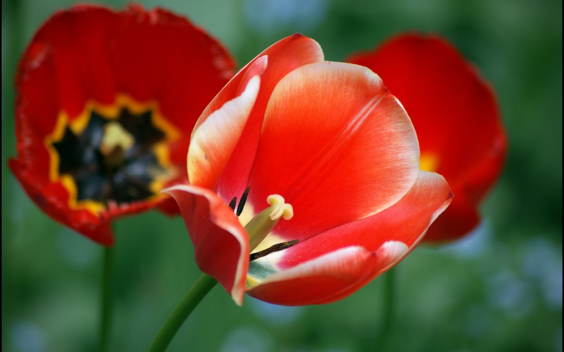 pączek kwiaty czerwony kwiatek tulipan makro tulipany maki liście czerwony