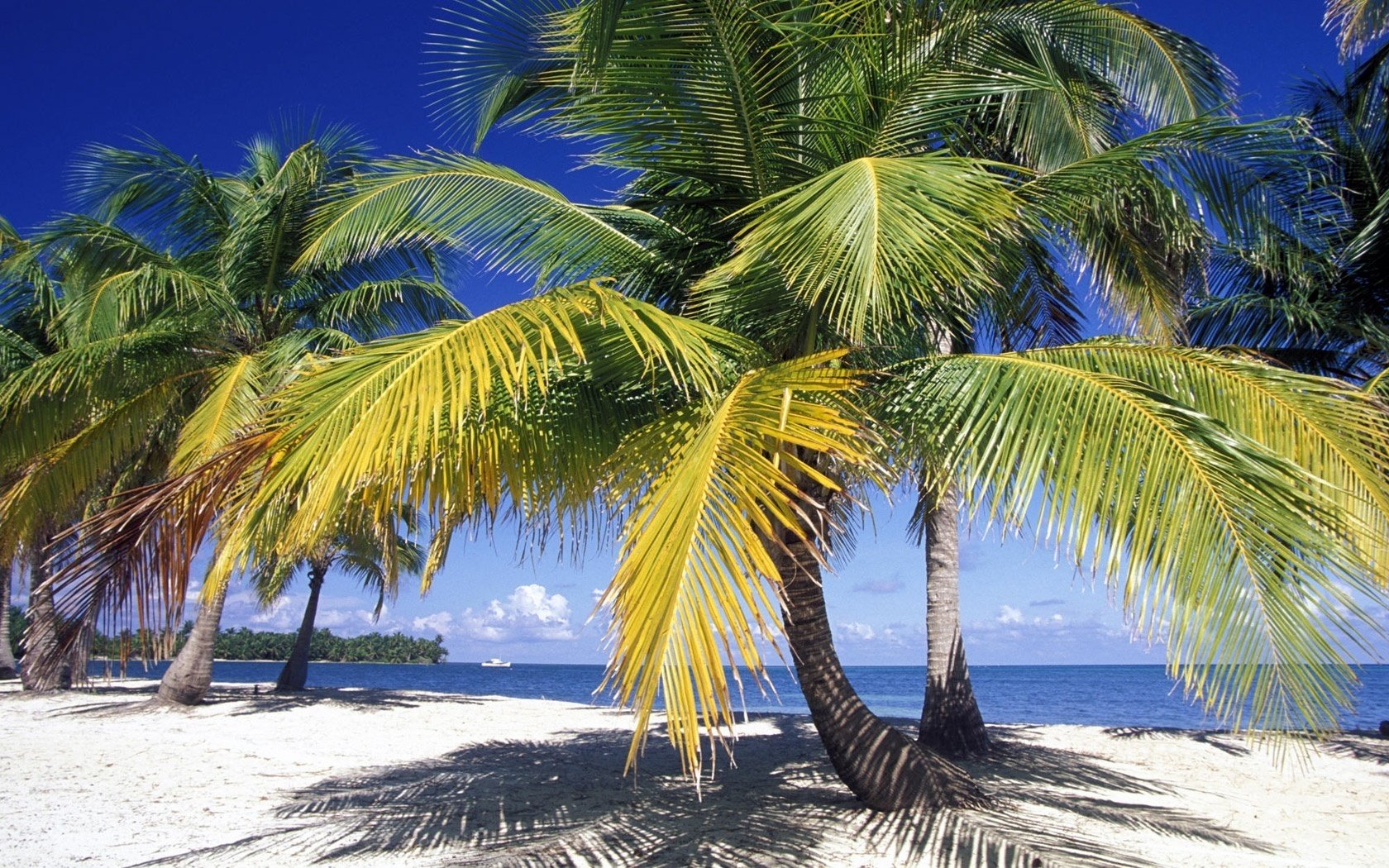 palmenzweige wilde küste schatten strand wasser himmel palmen blauer himmel bäume vegetation tropen inseln sommer hitze hitze paradies urlaub ozean