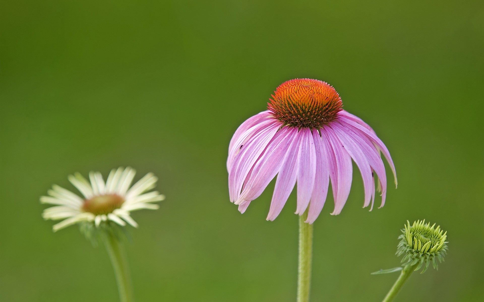 traurige kamille hängende blütenblätter blumen fliederfarben makro