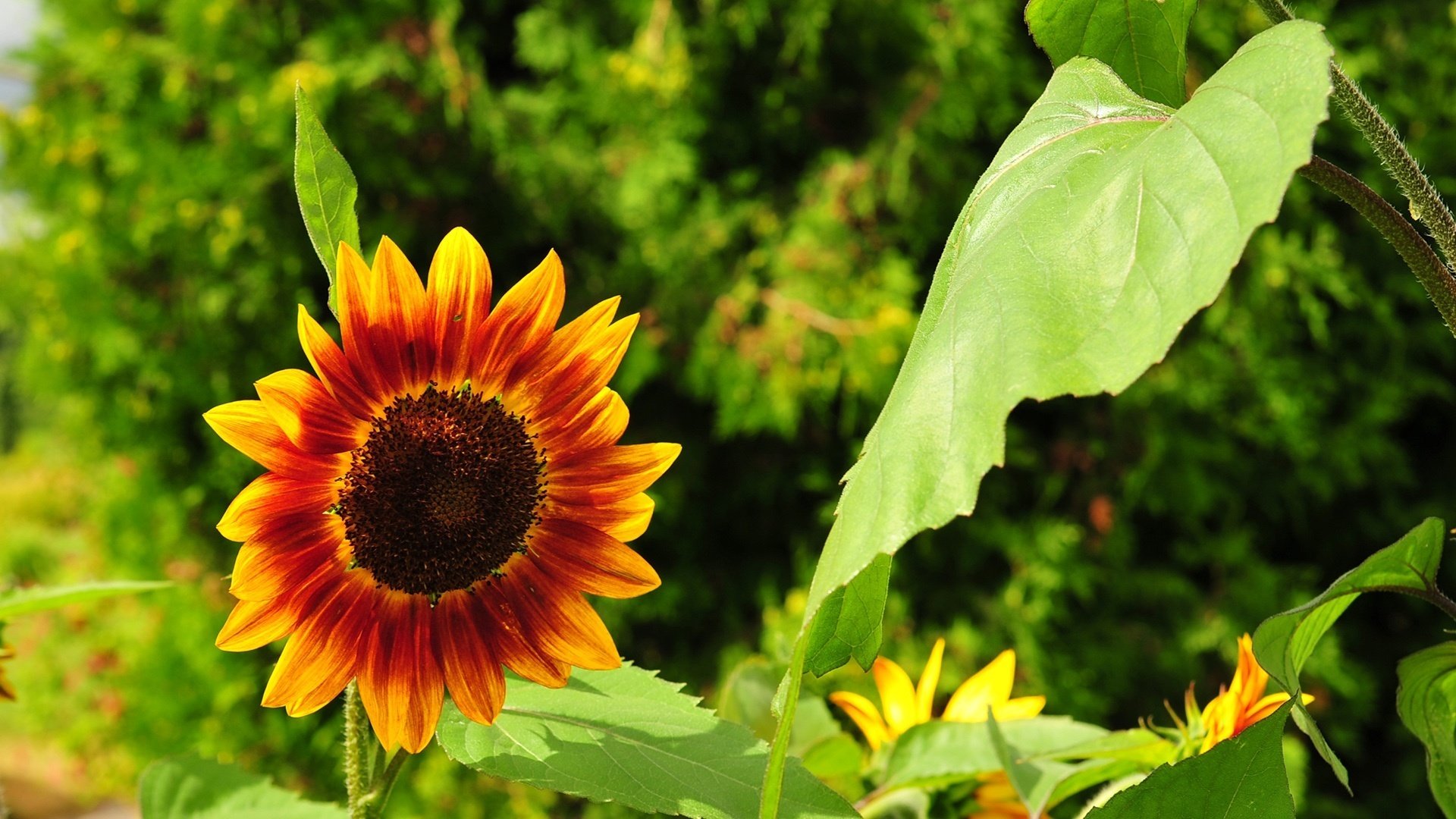 fleur du soleil fleurs champ tournesol gros plan