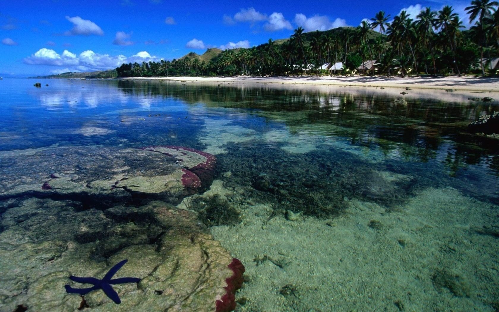 rocky bottom starfish blue beach water the sky shore palm trees trees under water clean water sea