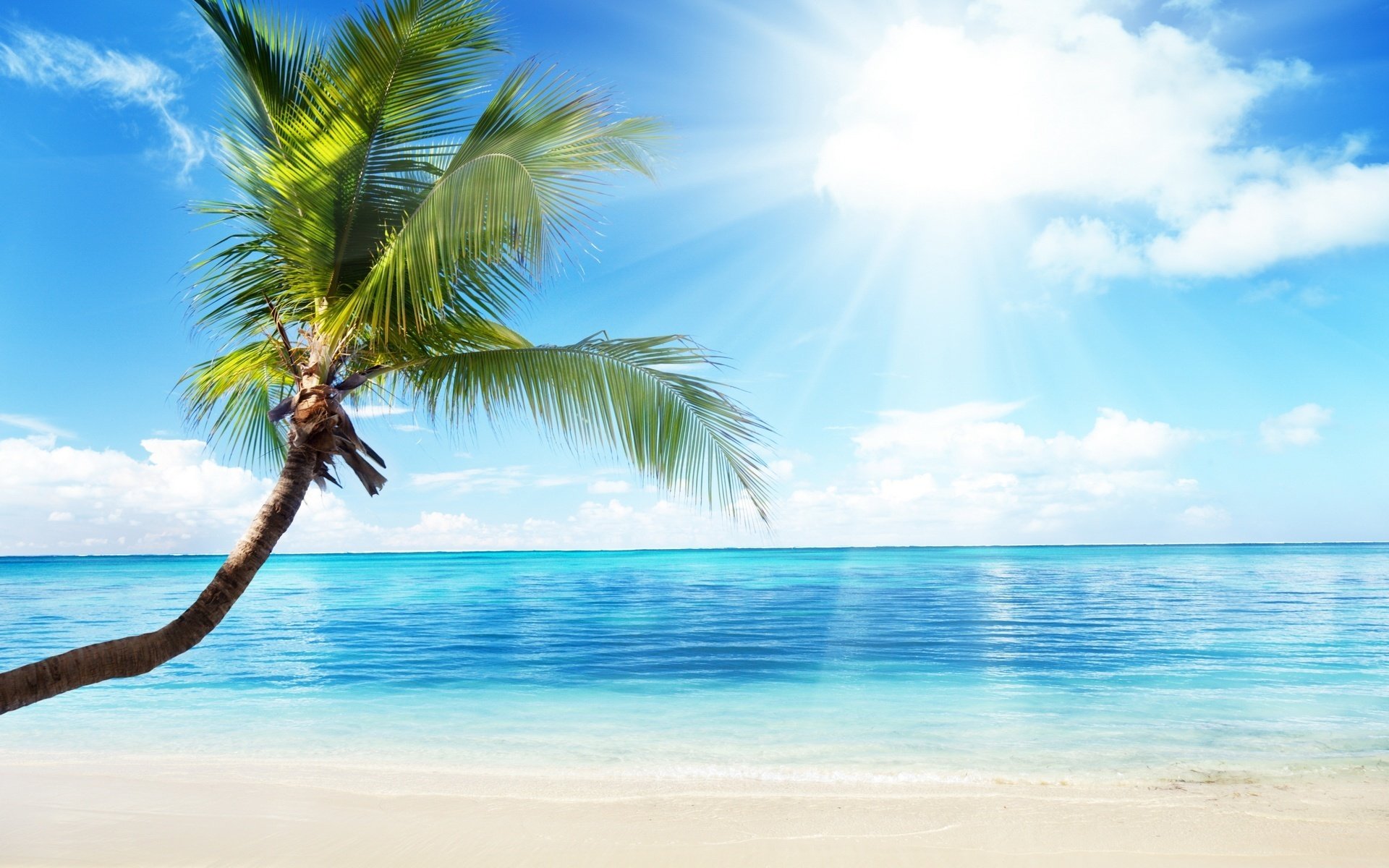 palm tree alone on the background of the sea beach water sky palm trees sun rays cloud summer heat heat rest paradise islands landscape nature