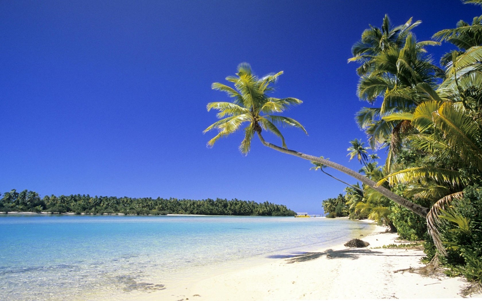 white beach the scorching sun tropical plants beach water the sky shore palm trees summer heat nature landscape stay resort island