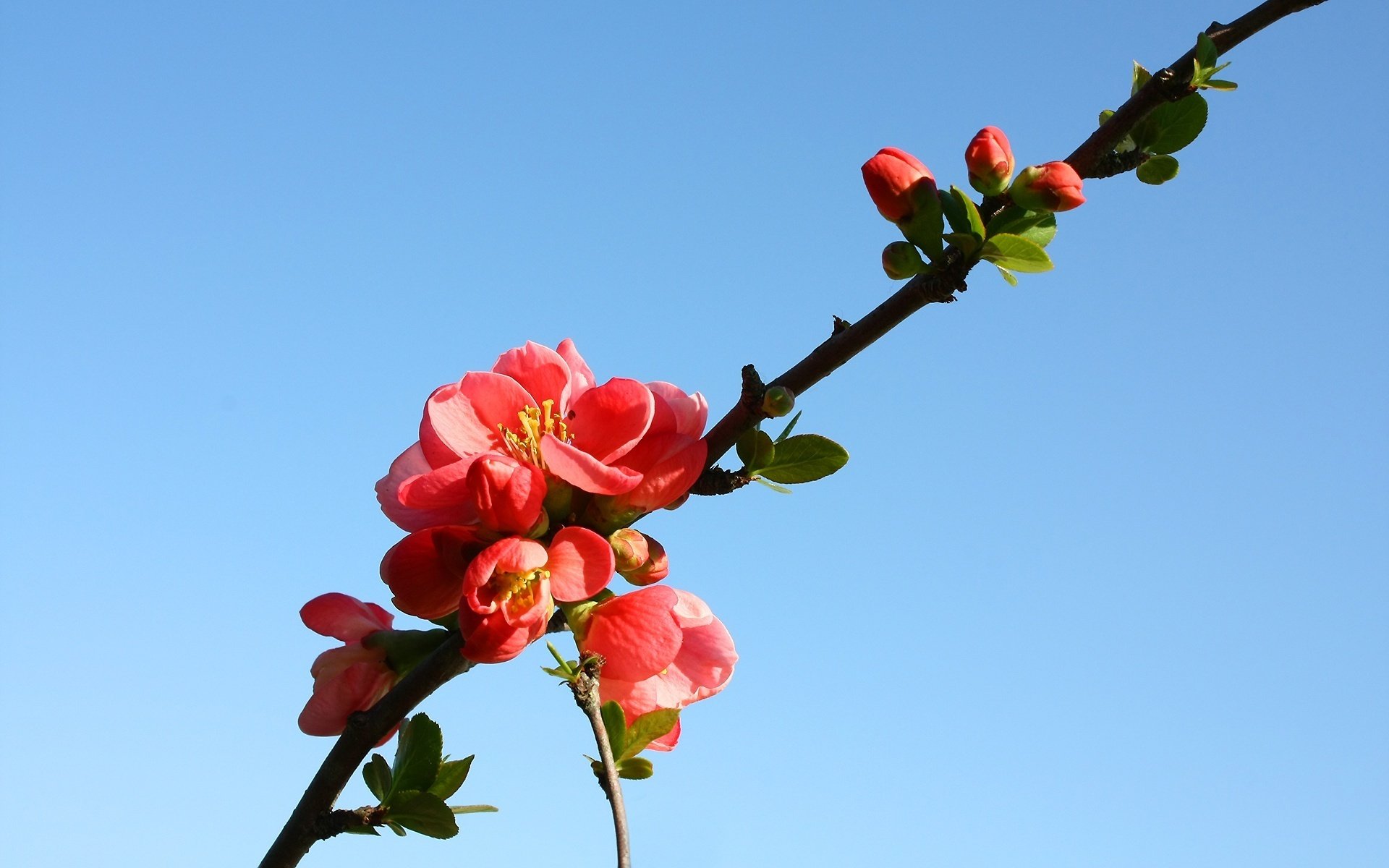 ramoscello di albero fiori d arancio fiori colore macro cielo