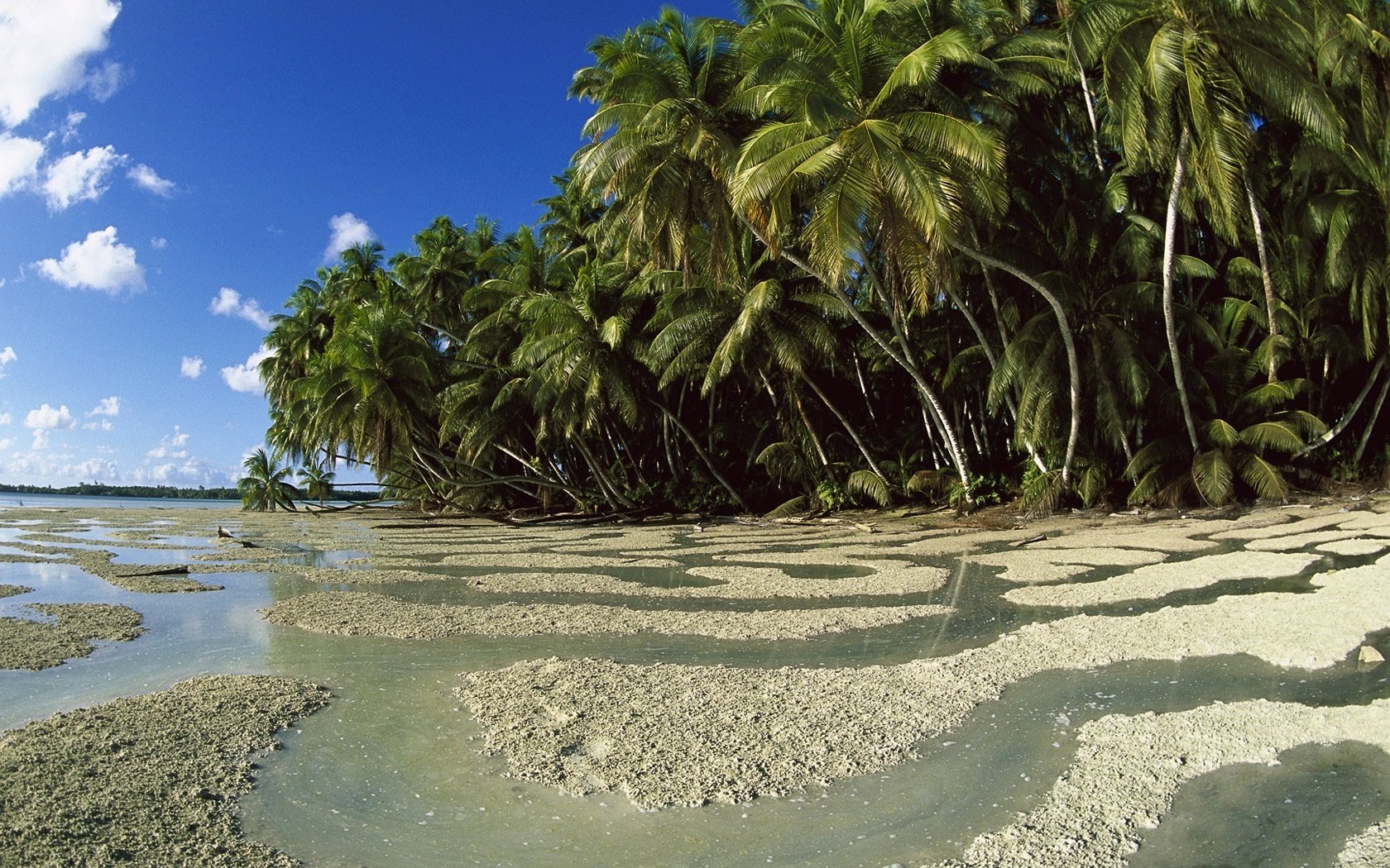 wild places patterns of water forest beach the sky shore palm trees island clouds vegetation tropics nature landscape