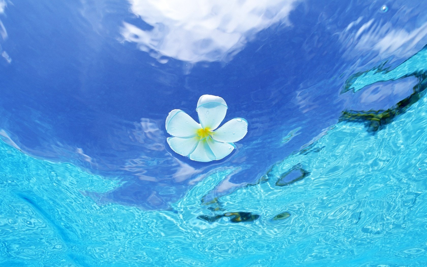 agua de mar belleza flor blanca agua cielo mar flor reflexión nube