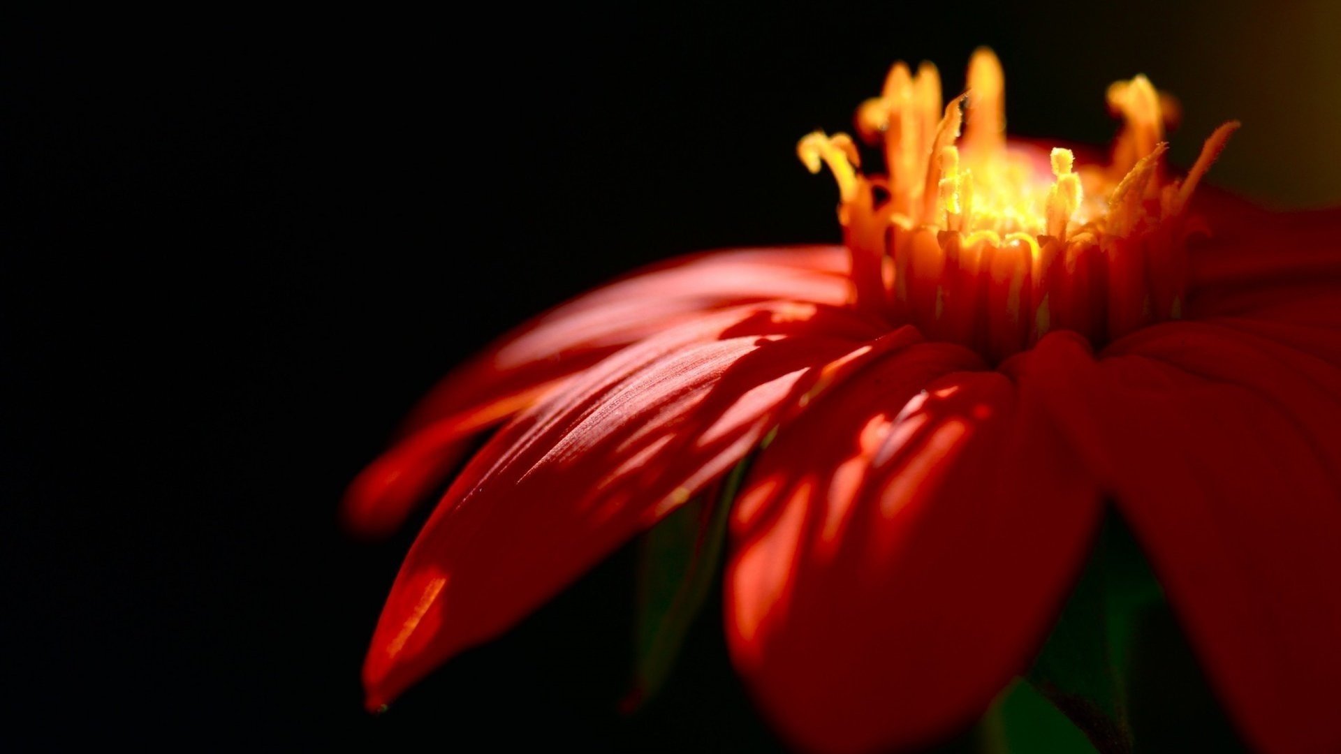 avec le feu fleurs fleur pétales longs gros plan