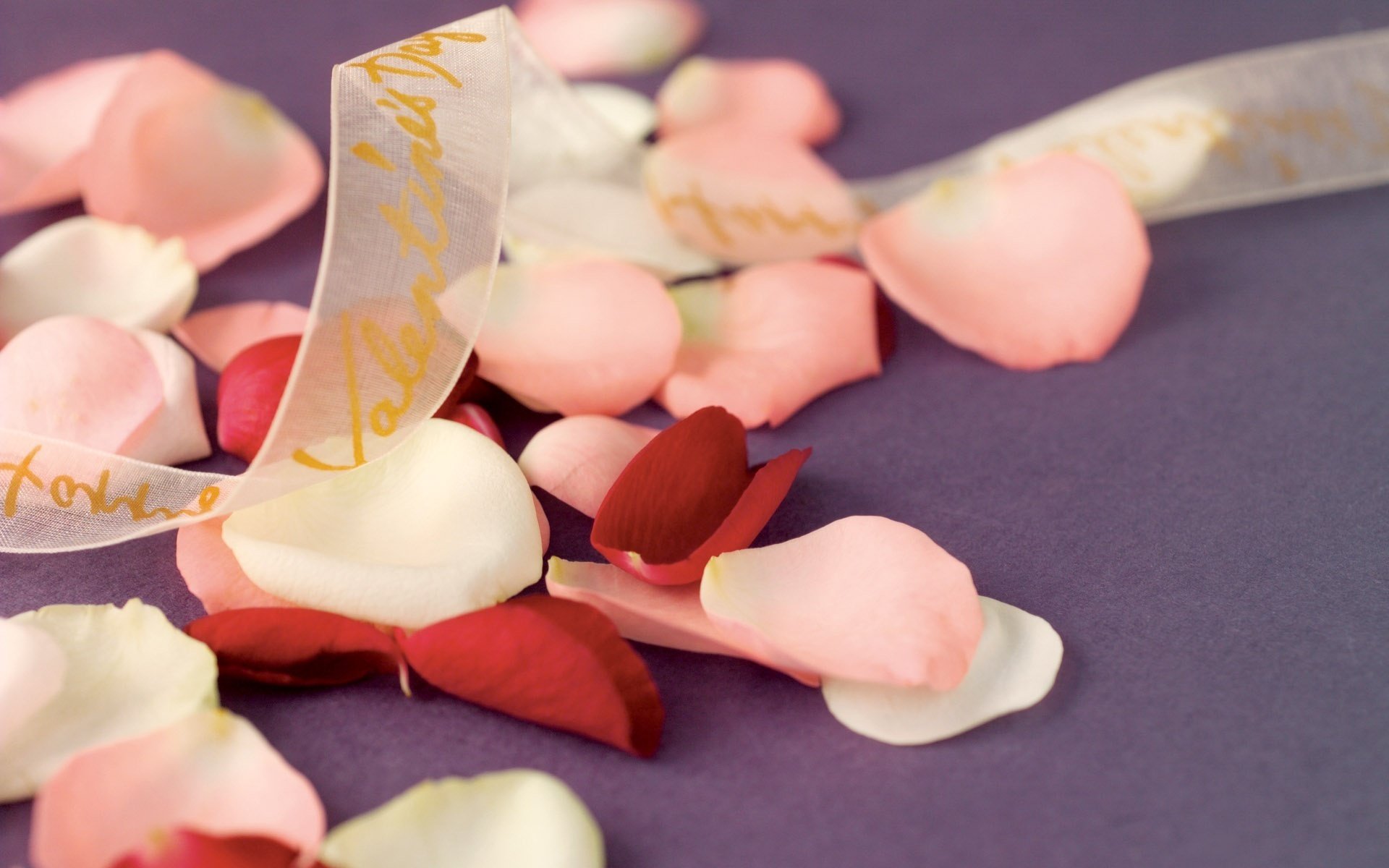 the petals of roses flowers romance ribbon