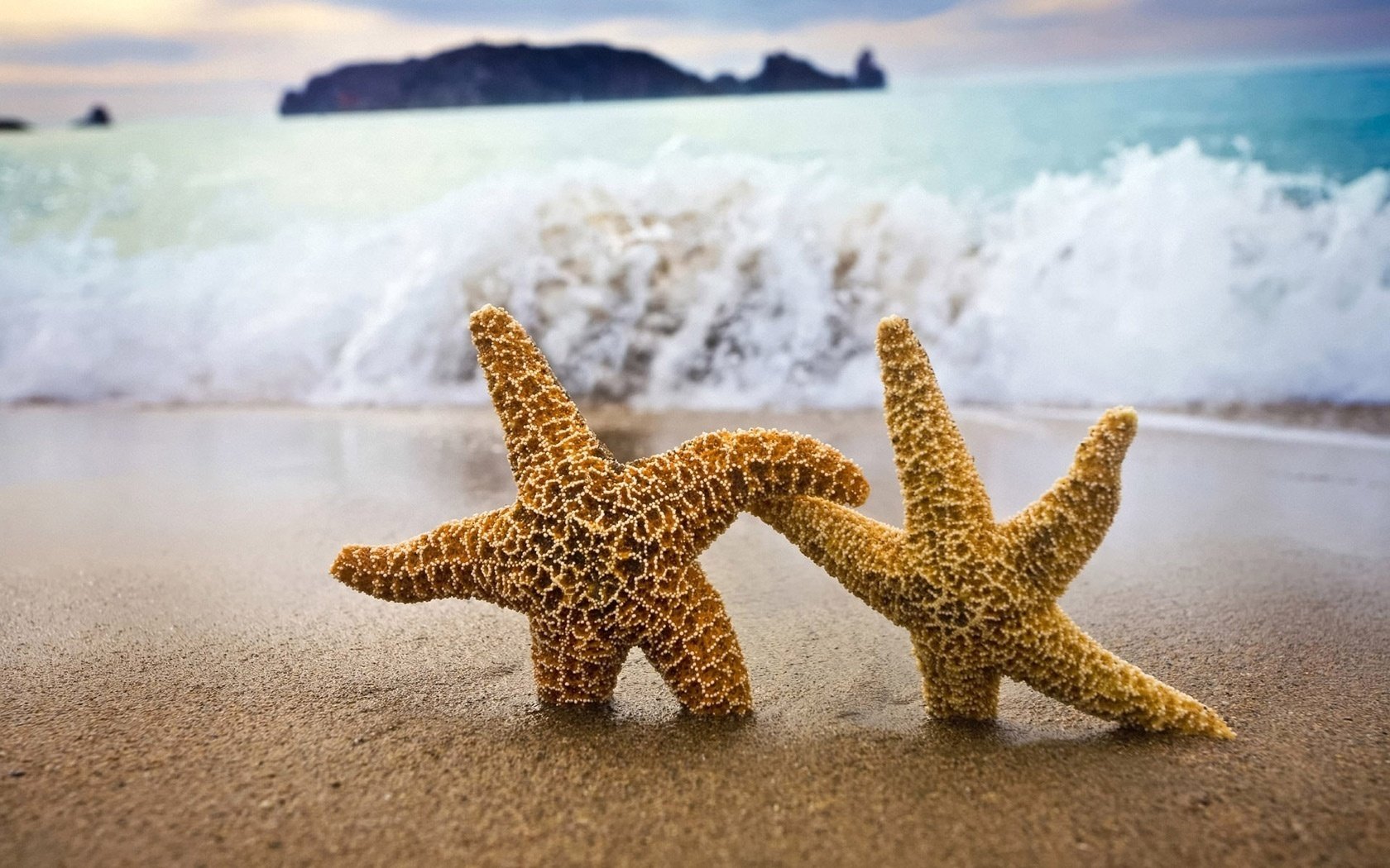 vagues de surf deux étoiles étoiles de mer couple eau côte sable mer vagues île gros plan