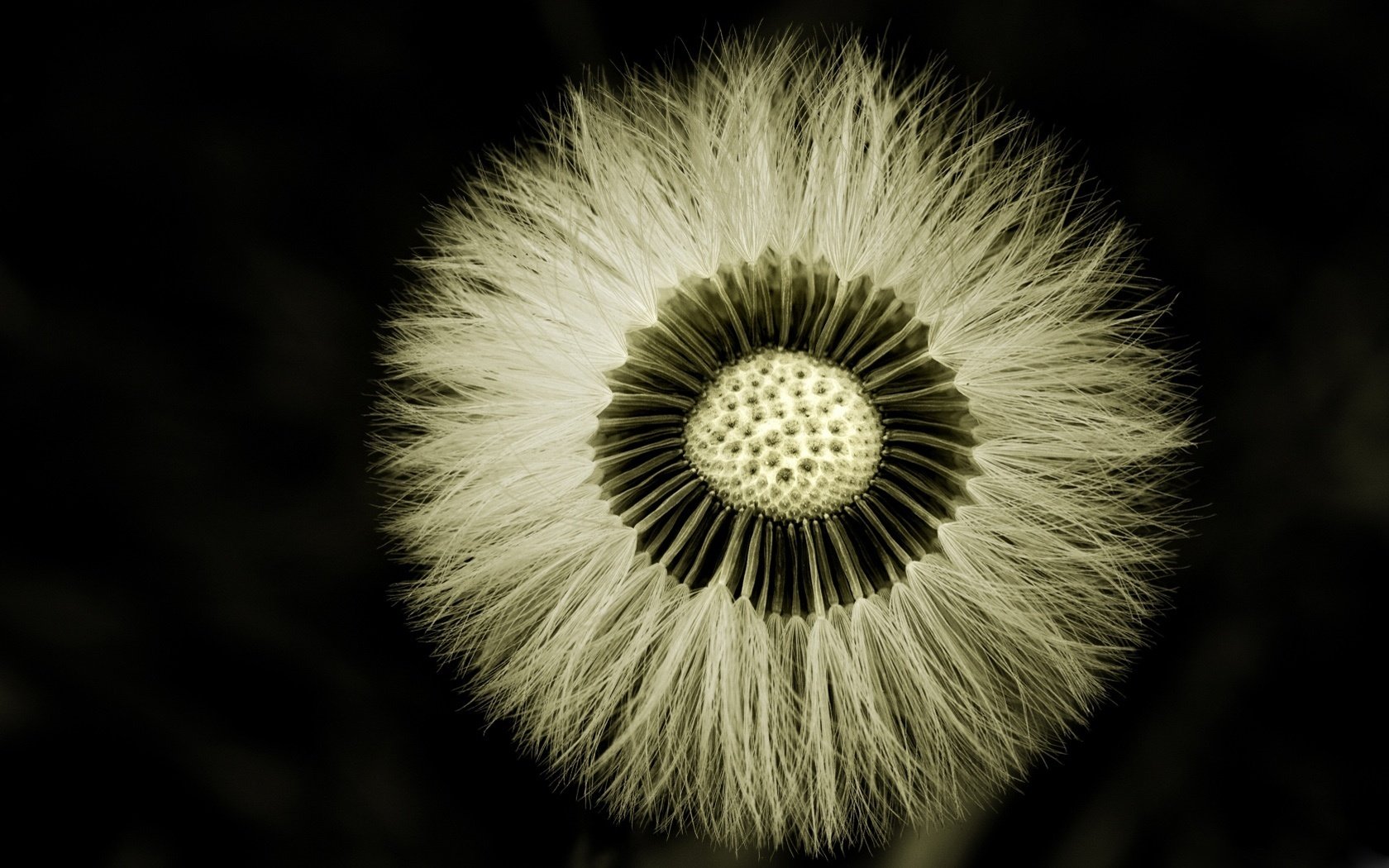 bellezza in bianco e nero foglie pelose punto