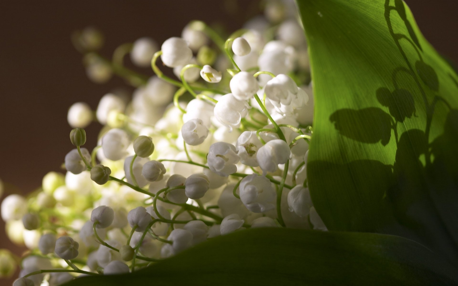 miettes blanches jeunes créatures fleurs cloches bouquet muguet