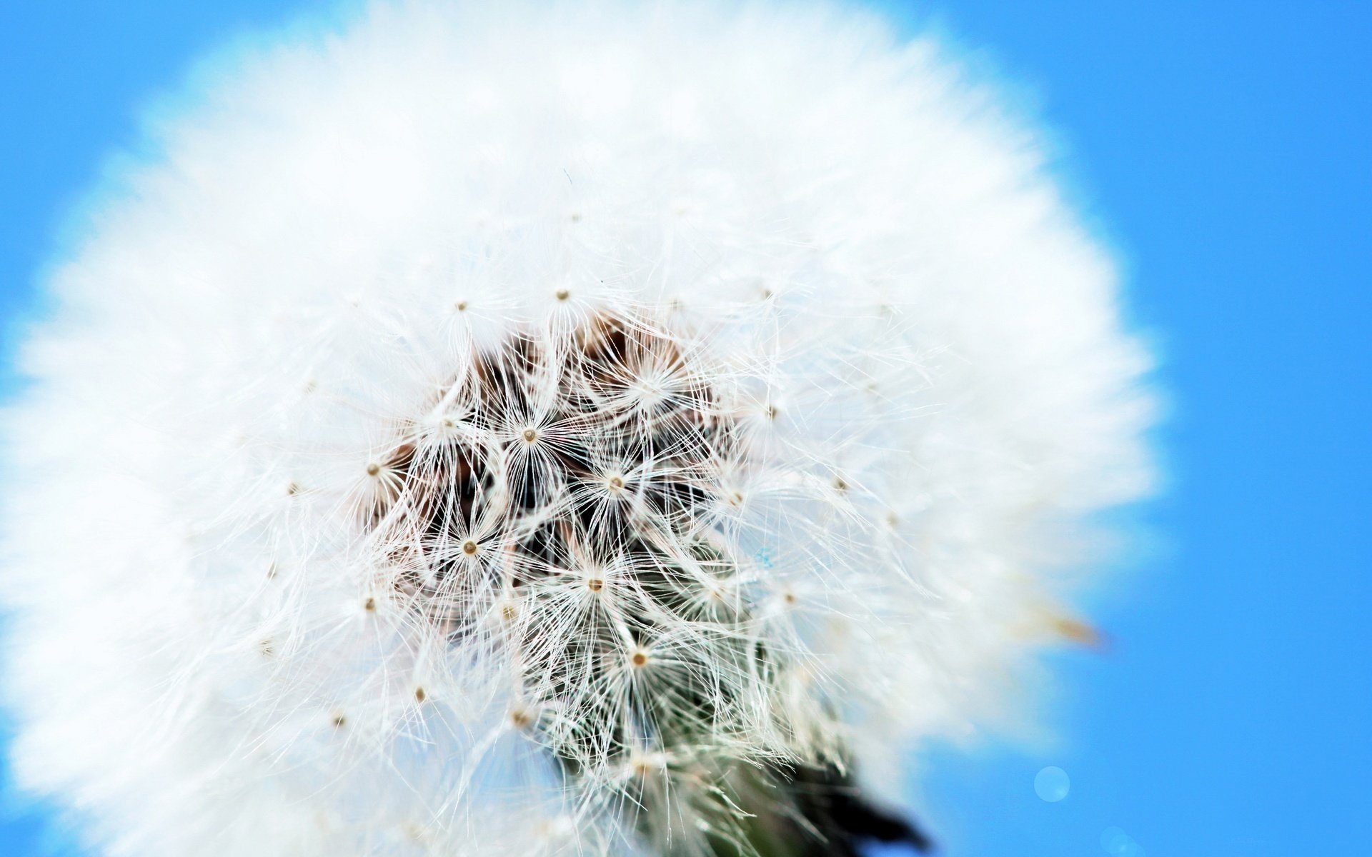 dandelion furry creature child of the wind