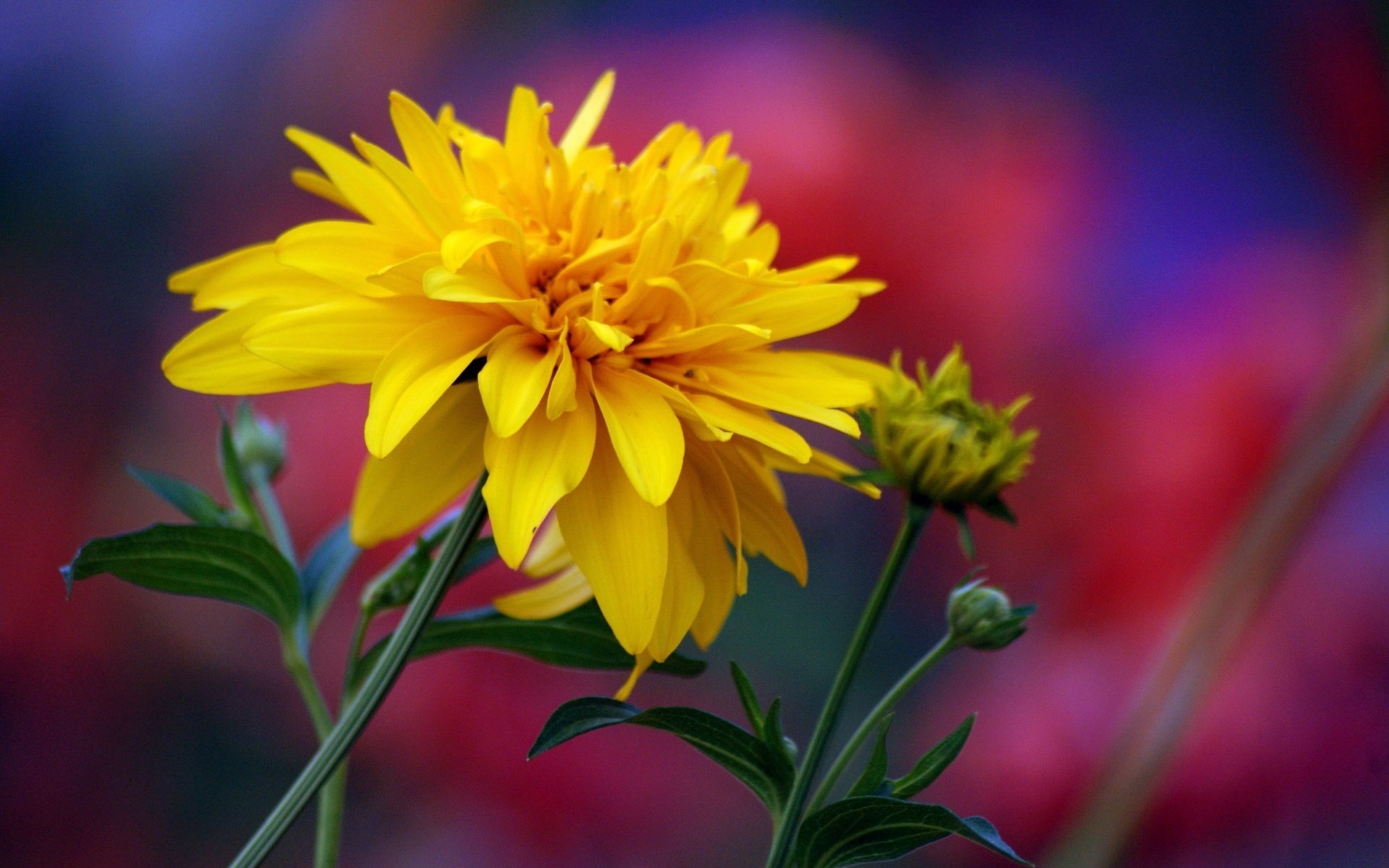 flauschige blütenblätter dünner stamm blumen schließen makro